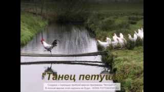 "Танец Петушка" Флорес Хосе Асунсьон