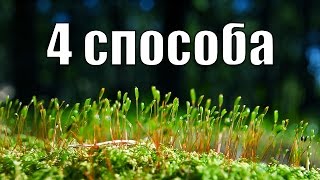 Проращивание семян в домашних условиях