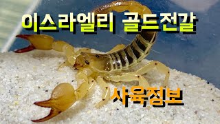 이스라엘리골드전갈 사육정보(Scorpion)