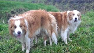 Aankondiging Feniks en Fantasy hun nestje pups eind Jan 2020