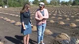 В Лабинском районе научились выращивать голубику.