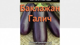 Баклажан обыкновенный Галич (galich) ? баклажан Галич обзор: как сажать семена баклажана Галич