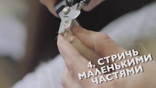КАК СТРИЧЬ КОГТИ СОБАКЕ | ЧИХУАХУА СОФИ
