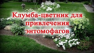 Пермакультура.Делаем клумбу-цветник для привлечения энтомофагов
