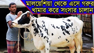 মালয়েশিয়া থেকে এসে গরুর খামার করে সংসার চালান মোজাম্মেল ভাই keeping cow by mozammel