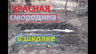 Как размножить красную смородину черенками в школке