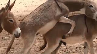 Donkeys mating 2018 - Animals mating (  HD )
