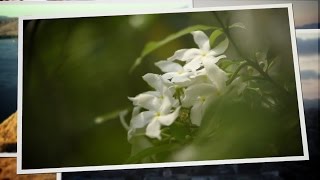 Nikon School: Nature Photography Tips