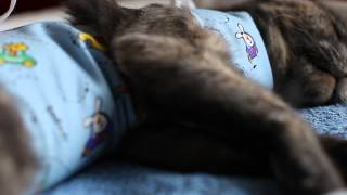 Кошка ищет хозяина!!!