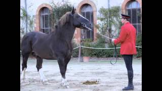 Hennebont, son haras et la vieille ville