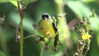 Lesser Goldfinch