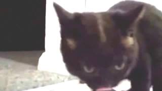 Улетное видео.Одна кошка поет, другая кричит.