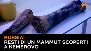 Russia: resti di un mammut scoperti a Kemerovo