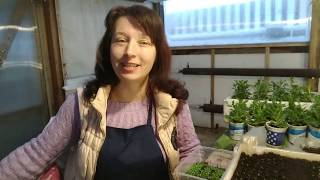 МОРОЗ-40!!! ЭУСТОМА ,ОСТЕОСПЕРМУМ ,  ПРОФСЕМЕНА