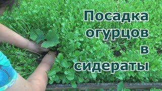 Посадка огурцов в сидераты в открытый грунт