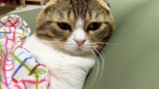 父の威厳を醸し出す猫とお世話するおっさん【スコティッシュフォールド】