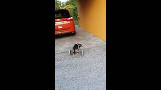 Oskar überglücklich mit seinem Rolli :)
