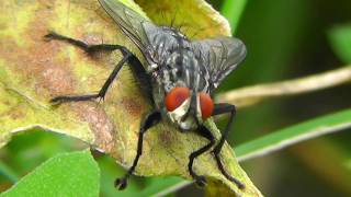 МУХА УМЫВАЕТСЯ Смотрите крупным планом FullHD Fly макро видео съёмка насекомых