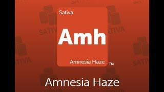 Amnesia Haze | Обзор сортов марихуаны
