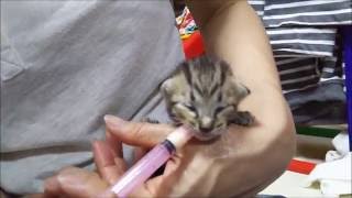子猫を保護☆にゃむの成長記録2☆保護1日目～Growth record of kitten Nyamu～Protection, the first day（かわいい猫）