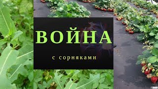 Борьба с сорняками на грядках при помощи агроткани.