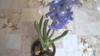 Лечение пяточной шпоры. Народные средства Treatment of heel spur. Peoples remedy.