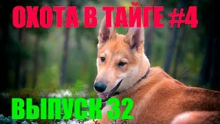 Охота на глухаря с лайкой 4