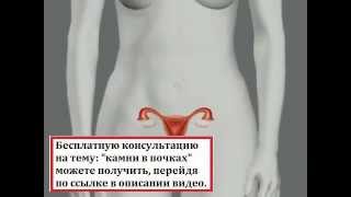 Анатомия Человека   Женские половые органы