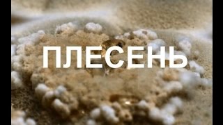 Что скрывает плесень (2015)
