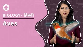 Aves | Hindi | Diversity In Living Organisms | Biology | Class 9