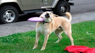 Funny Animals Compilation - Cutest Animals Ever