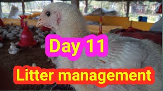 Poultry loose dropping cause and care