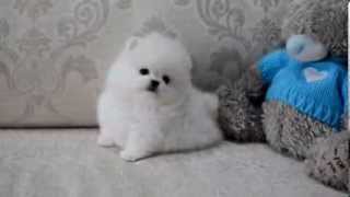 Померанский шпиц белого окраса мальчик.Pomeranian white color boy.  www.elitdog.com