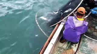 Ｆｉｓｈｉｎｇ　in   Ｊａｐａｎ【長崎県の漁業】命がけ！荒れた海で漁をする男たち