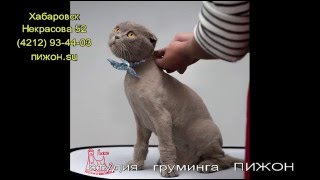 Стрижка кошек Хабаровск