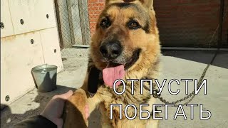Отпусти меня побегать