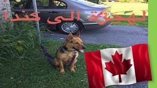 الهجرة الى كندا-إجراءات السفر والهجرة الكلاب سهلة Immigration au Canada