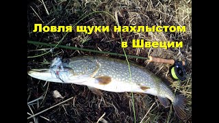 Ловля щуки нахлыстом в Швеции. Pike fly fishing .