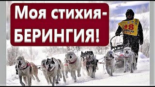 БЕРИНГИЯ 2020 \ Фильм о гонке на собачьих упряжках \ Камчатка \ Моя стихия - Берингия