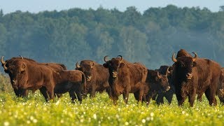 Мир дикой природы. Животные Америки. Бизоны.