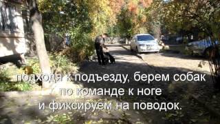 Управление собаками в подъезде, с соблюдением всех требований безопасности