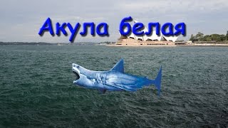 Русская Рыбалка 3.99 Акула белая