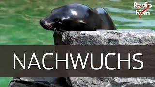 Radio Köln | Nachwuchs im Kölner Zoo