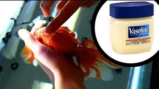 How to Relieve Sores on Floaty Fish
