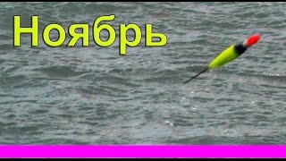 ловля и  Поклевки Карася в сильный ветер на поплавочную удочку. Поздняя осень. Fishing