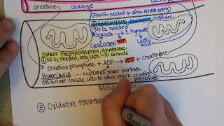 How Muscles Produce ATP - creatine phosphate, glycolysis, fermentation, aerobic cellular respiration
