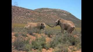 Бой слонов в ЮАР / Battle elephants in South Africa