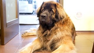 Леонбергер Михей 2 года 82кг. День рождения. Leonberger Micah 2 years