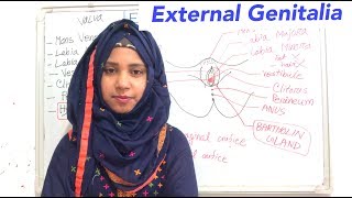 Female External Genitalia (Vulva) | Gynecology | Anatomy of the female pelvic organs