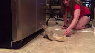 Scent Work training with a ferret Part 1